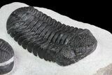 Prone + Enrolled Morocops Trilobites - Cool Piece #84530-3
